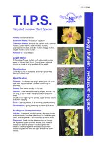 Medicinal plants / Garden pests / Flora of Chile / Flora of New Zealand / Flora of North America / Verbascum thapsus / Mullein / Verbascum blattaria / Verbascum virgatum / Flora / Botany / Biology