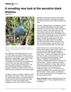 A revealing new look at the secretive black tinamou