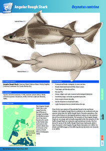 Angular Rough Shark	  Oxynotus centrina