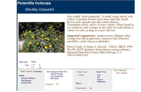 Rosaceae / Potentilla / Onoclea sensibilis / P. fruticosa / Cinquefoil / Spiraea / Shrub / Thuja occidentalis / Flora of the United States / Flora / Botany