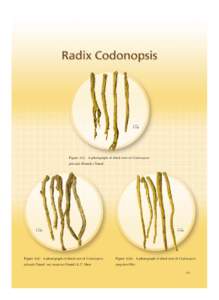 Anatomy / Botany / Tissues / Campanulaceae / Medicinal plants / Codonopsis / Bark / Phloem / Xylem / Biology / Plant anatomy / Plant physiology