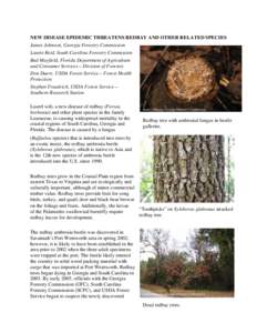 Biology / Flora of the United States / Laurel wilt / Plant taxonomy / Xyleborus glabratus / Persea / Persea borbonia / Ambrosia beetle / Lindera melissifolia / Curculionidae / Tree diseases / Woodboring beetles