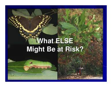 What ELSE Might Be at Risk? What Else Is at Risk from the Redbay Ambrosia Beetle and Laurel Wilt? Laurie Reid, South Carolina Forestry Commission[removed]