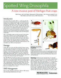 Spotted Wing Drosophila A new invasive pest of Michigan fruit crops Rufus Isaacs and Noel Hahn, Department of Entomology Bob Tritten and Carlos Garcia, MSU Extension  Introduction