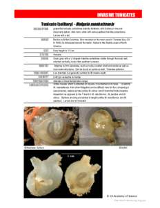 INVASIVE TUNICATES Tunicate (solitary) - Molgula manhattensis DESCRIPTION RANGE