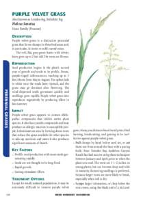 PURPLE VELVET GRASS Also known as London fog,Yorkshire fog Holcus lanatus Grass Family (Poaceae) DESCRIPTION