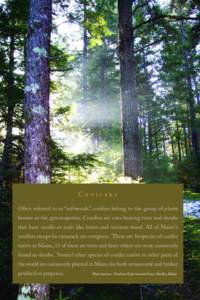 Botany / Pinus strobus / Pine / Pinus longaeva / Limber Pine / Flora of the United States / Flora / Pinus