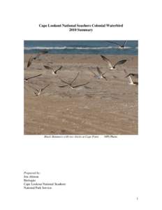 Birds of Western Australia / Outer Banks / Sterna / Sternula / Ornithology / Common Tern / Bird nest / Least Tern / Tern / Charadriiformes / Lari / Zoology