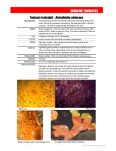 INVASIVE TUNICATES Tunicate (colonial) - Botrylloides violaceus DESCRIPTION RANGE SIZE