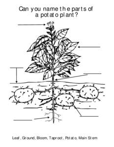 Can you name the parts of a potato plant? Leaf, Ground, Bloom, Taproot, Potato, Main Stem  