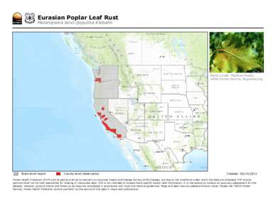 Eurasian Poplar Leaf Rust Melampsora larici-populina Klebahn Photo Credit: Manfred Mielke, USDA Forest Service, Bugwood.org