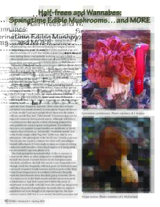 Britt A. Bunyard With the return of spring comes yet another much-anticipated start to the mushroom season. And it all begins with the morels. If you’re like me and going stir-crazy indoors, waiting for the snow to mel