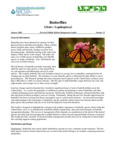 Butterflies  (Order: Lepidoptera) January 2000