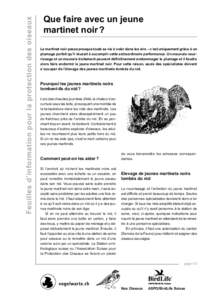 Feuilles d’information pour la protection des oiseaux  Que faire avec un jeune martinet noir ? Le martinet noir passe presque toute sa vie à voler dans les airs – c’est uniquement grâce à un plumage parfait qu