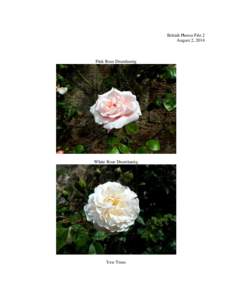 British Photos File 2 August 2, 2014 Pink Rose Drumlanrig  White Rose Drumlanrig