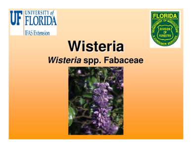 Microsoft PowerPoint - Wisteria