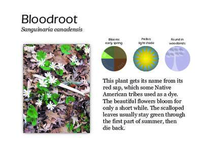 Bloodroot  Sanguinaria canadensis Blooms early spring