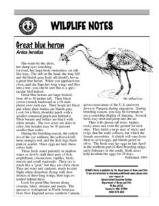 WILDLIFE NOTES Great blue heron Ardea herodias She waits by the shore, her sharp eyes searching for food, her large body motionless on stiltlike legs. The tuft on the head, the long bill