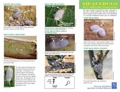 GRAPE MEALYBUG Long caudal filaments MEALYBUGS  OBSCURE MEALYBUG