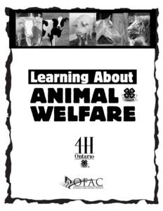 Animal welfare is an important topic for most Canadians. 4-H provides great experiences for youth in caring for animals. This meeting topic is suitable for any 4-H club involved with animals, including livestock, poultr