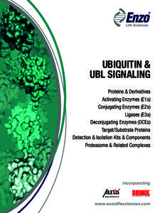 Ubiquitin / Cullin / SUMO protein / NEDD8 / Deubiquitinating enzyme / Proteasome / Neddylation / HECT domain / ISG15 / Biology / Proteins / Posttranslational modification