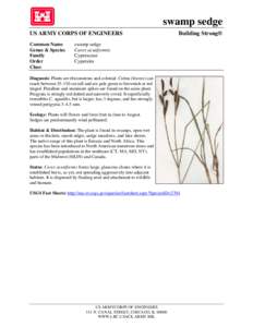 Botany / Carex riparia / Carex concinna / Carex acutiformis / Carex / Cyperaceae