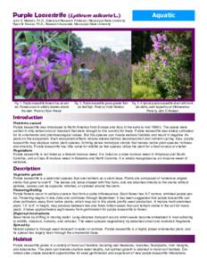 Purple Loosestrife (Lythrum salicaria L.)  Aquatic John D. Madsen, Ph.D., Extension/Research Professor, Mississippi State University Ryan M. Wersal, Ph.D., Research Associate, Mississippi State University