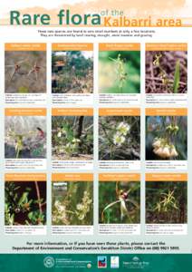 Flora of Australia / Plant taxonomy / Flora of Western Australia / Caladenia / Flora of New South Wales / Natural history of Australia