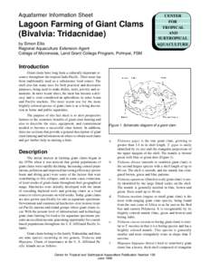 Tridacnidae / Giant clam / Clam / Tridacna squamosa / Southern giant clam / Maxima clam / Hippopus / Tridacninae / T. maxima / Phyla / Protostome / Tridacna