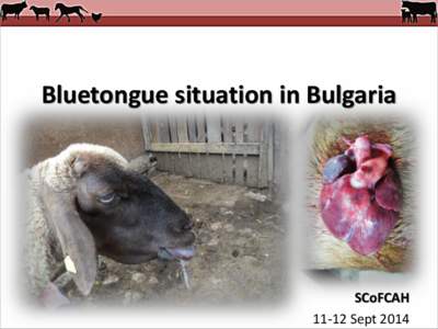 IMPLEMENTATION OF THE CONTROL AND ERADICATION PROGRAMME FOR RABIES THROUGH ORAL VACCINATION OF FOXES IN 2013 IN BULGARIA