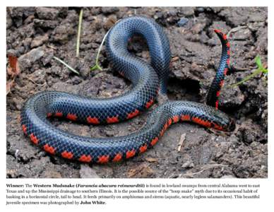 Winner: The Western Mudsnake (Farancia abacura reinwardtii) is found in lowland swamps from central Alabama west to east Texas and up the Mississippi drainage to southern Illinois. It is the possible source of the “hoo
