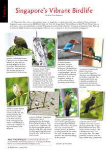 Habitat  Singapore’s Vibrant Birdlife By Anne Pinto-Rodrigues  In Singapore’s ultra-urban environment, it is easy to forget that we share space with many species of flora and fauna.