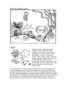 Aquatic ecology / Fisheries / Marine biology / Crab / Hermit crab / Filter feeder / Crustacean / Barnacle / Marine invertebrates / Phyla / Protostome / Taxonomy