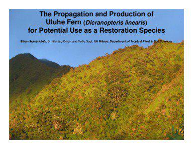 The Propagation and Production of  Uluhe fern (Dicranopteris linearis)  for potential use as a restoration species    Ethan Romanchak *, Dr. Richard Criley, and Nellie Sugii, UH Manoa Department of Tropical Plant & Soil Sciences