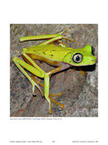 Agalychnis lemur (SMF 89959), Cerro Negro, PNSF, Veraguas. Photo by AC.  Amphib. Reptile Conserv. | http://redlist-ARC.org