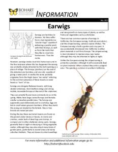 INFORMATION No. 002 Earwigs  European Earwig female (left) and