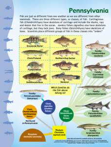 Pennsylvania Fish are just as different from one another as we are different from other mammals. There are three different types, or classes, of fish. Cartilaginous fish (Chondrichthyes) have skeletons of cartilage and i