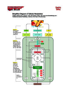 Simplified Diagram of Cellular Metabolism ©1998 by Alberts, Bray, Johnson, Lewis, Raff, Roberts, Walter . http://www.essentialcellbiology.com Published by Garland Publishing, a member of the Taylor & Francis Group.  STA