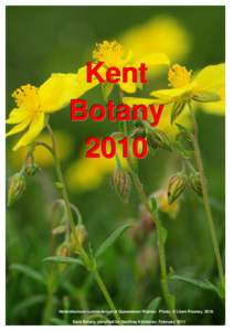 Kent Botany 2010 Helianthemum nummularium at Queendown Warren. Photo: © Lliam Rooney, 2010. Kent Botany compiled by Geoffrey Kitchener, February 2011