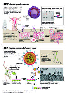 HPV – human papilloma virus HPV has a circular, double stranded DNA, protected by capsid proteins. Discovery of HPV DNA in cancer cells