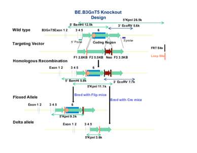 BE.B3GnT5 Knockout Design 5’ BamHI 12.5k Wild type