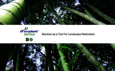 Environment / Plantation / Bamboo / Deforestation / Forest / Bamboo textiles / Bamboo floor / Forestry / Land management / Systems ecology