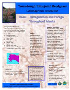 ‘Sourdough’ Bluejoint Reedgrass Calamagrostis canadensis Background Information  Cultivar: Sourdough