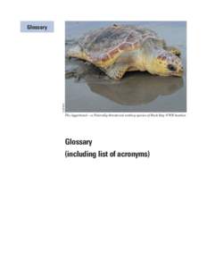 USFWS  Glossary The loggerhead — a Federally threatened nesting species of Back Bay NWR beaches