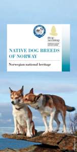 Agriculture / Black Norwegian Elkhound / Norwegian Elkhound / Hound Group / Scent hound / Norwegian Buhund / Norwegian Lundehund / Spitz / Hound / Dog breeds / Breeding / Dog breeding