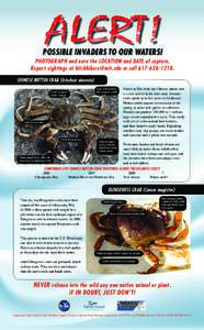 POSSIBLE INVADERS TO OUR WATERS! Photograph and note the location and date of capture. Report sightings at [removed] or call[removed]Chinese mitten crab (Eriocheir sinensis) Legs at least twice the carapa