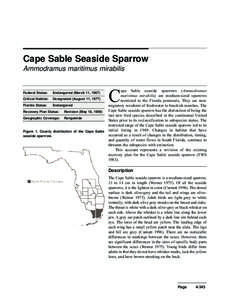 Florida / Seaside Sparrow / American sparrows / Savannah Sparrow / Cape Sable / Everglades National Park / Sparrow / Ammodramus / Birds of North America / Everglades