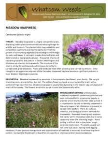 MEADOW KNAPWEED Centaurea jacea x nigra THREAT: Meadow knapweed is a highly competitive plant, displacing native plant communities and reducing forage for wildlife and livestock. The plant exhibits low palatability and c