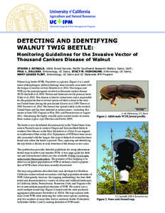 Statewide Integrated Pest Management Program  DETECTING AND IDENTIFYING WALNUT TWIG BEETLE: Monitoring Guidelines for the Invasive Vector of Thousand Cankers Disease of Walnut