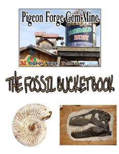 We have made the Fossil Bucket Book to help you learn more about some of the Fossil and Stones that are only found in our fossil buckets. Not all items are found in all buckets. Some items are only found in the $50 and 